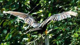 Greater Yellow-headed Vulture