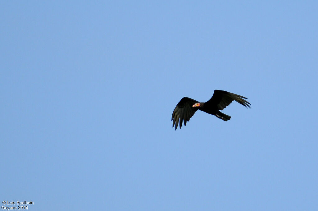 Greater Yellow-headed Vulture