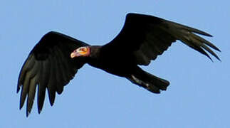 Greater Yellow-headed Vulture