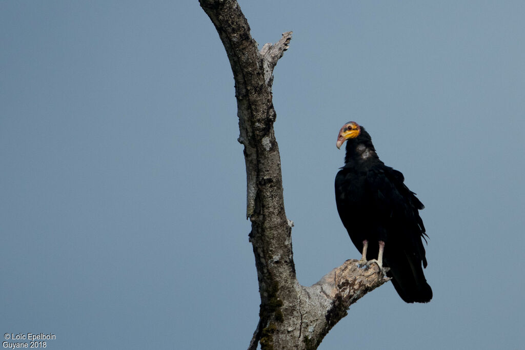 Greater Yellow-headed Vulture