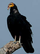 Greater Yellow-headed Vulture