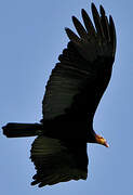 Greater Yellow-headed Vulture