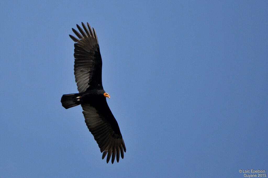 Greater Yellow-headed Vulture