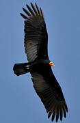 Greater Yellow-headed Vulture