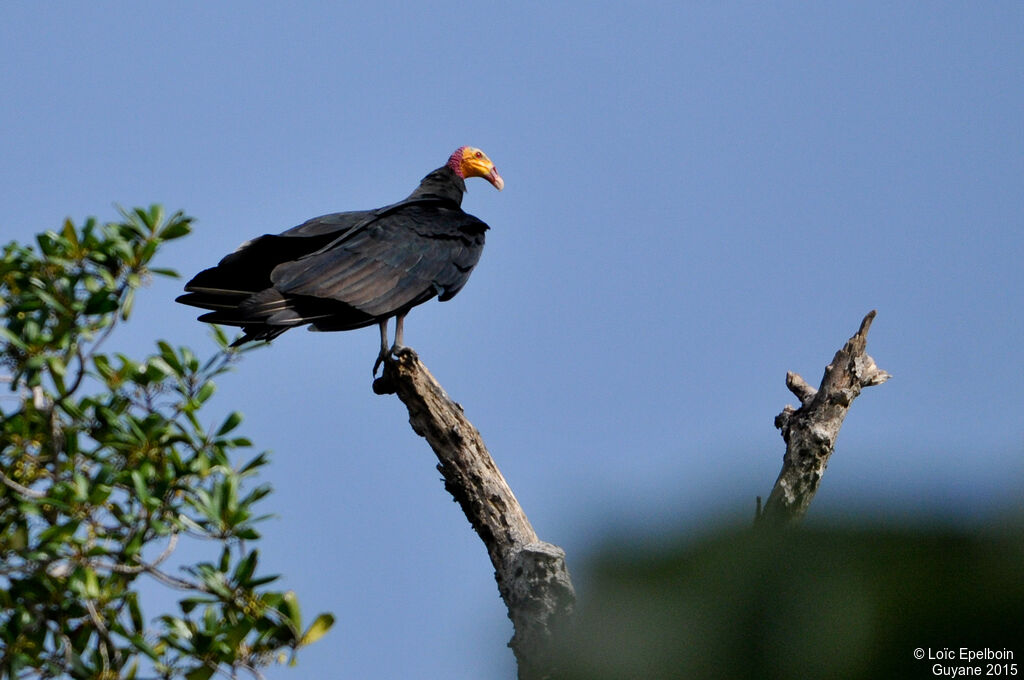 Greater Yellow-headed Vulture