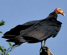 Greater Yellow-headed Vulture