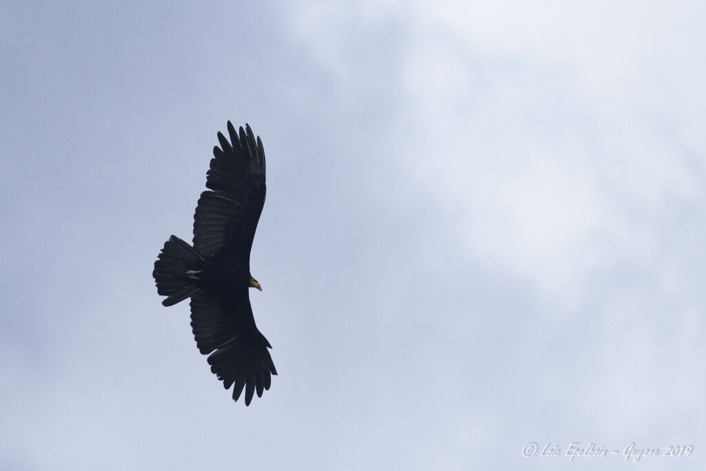 Greater Yellow-headed Vulture