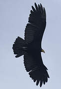 Greater Yellow-headed Vulture