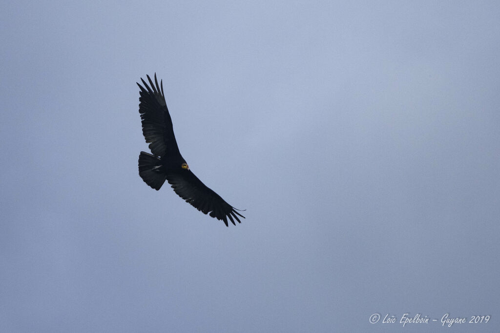 Greater Yellow-headed Vulture