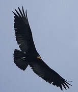 Greater Yellow-headed Vulture