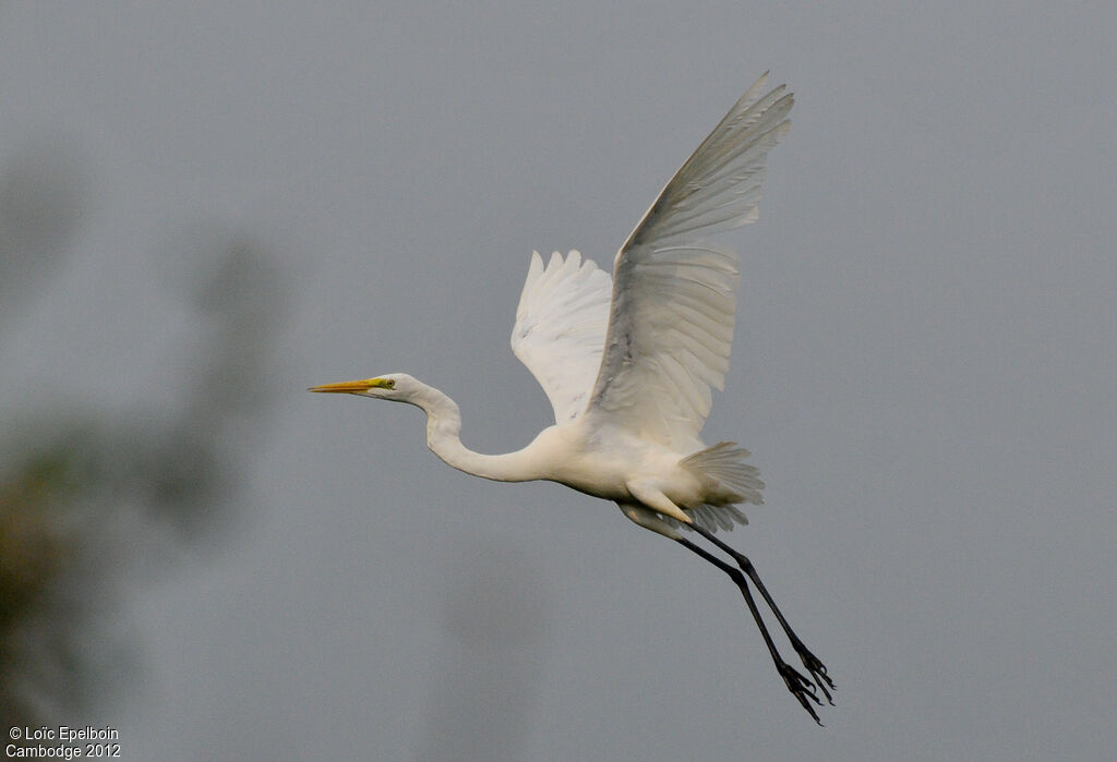 Great Egret