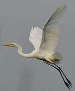 Grande Aigrette