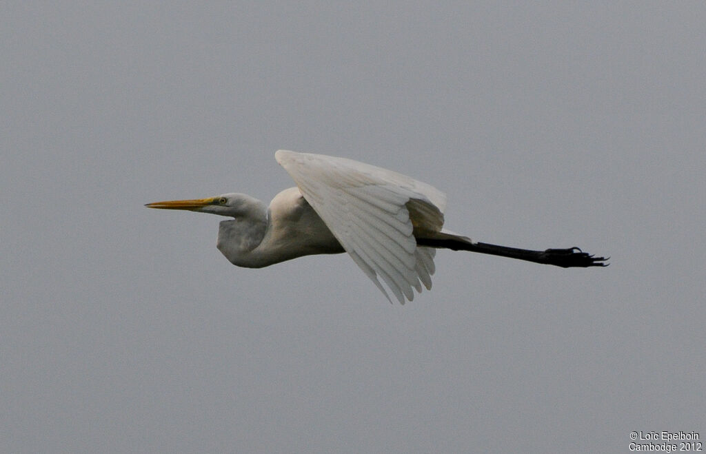 Grande Aigrette