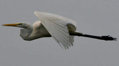 Grande Aigrette