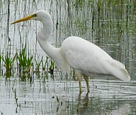 Grande Aigrette