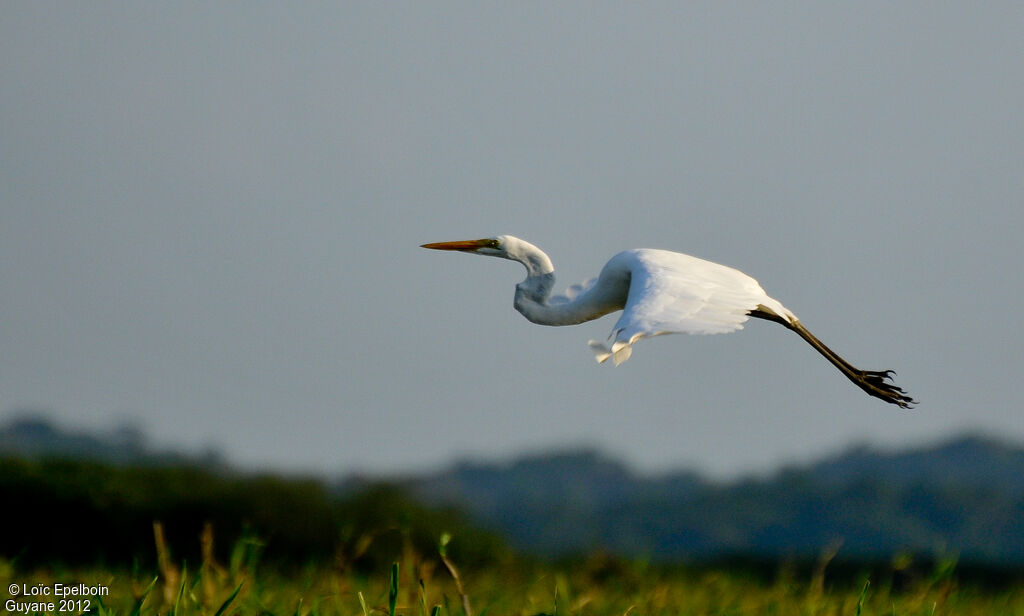 Grande Aigrette