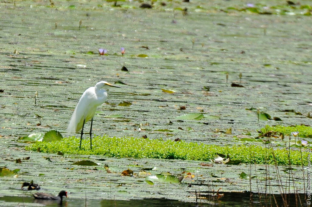 Grande Aigrette