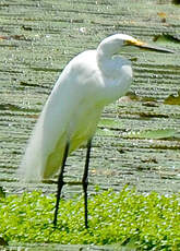 Grande Aigrette