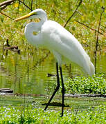 Great Egret