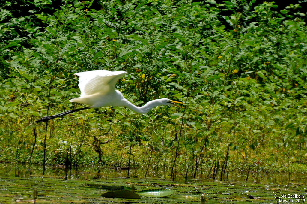 Grande Aigrette