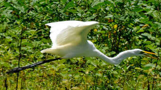 Grande Aigrette