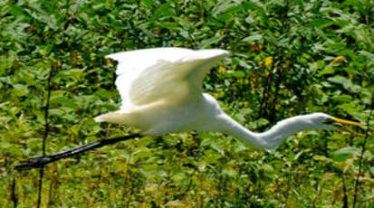 Grande Aigrette