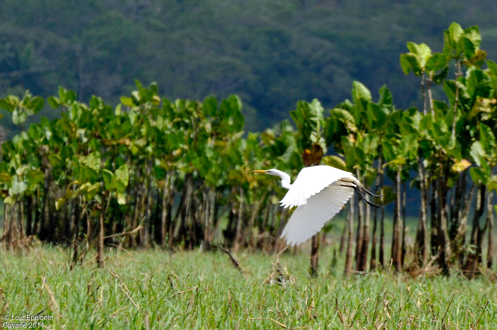 Grande Aigrette