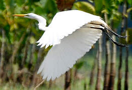 Great Egret