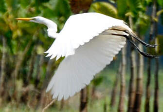 Grande Aigrette