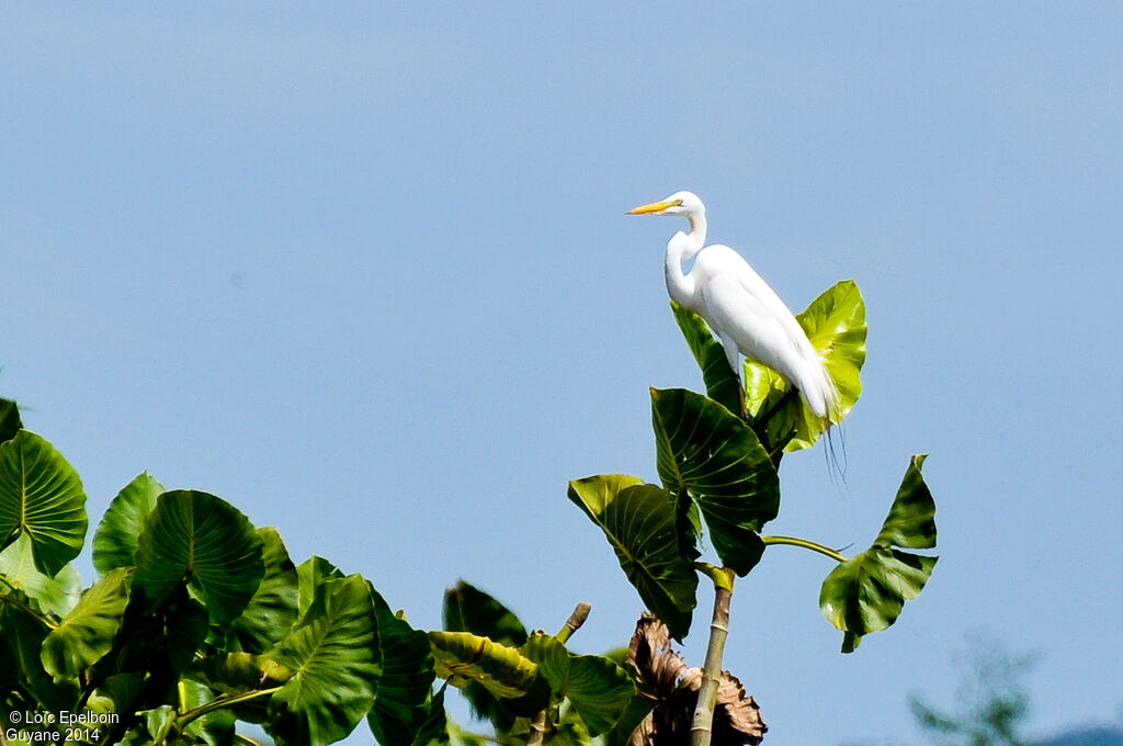 Great Egret