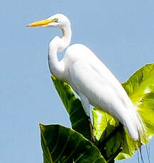 Grande Aigrette