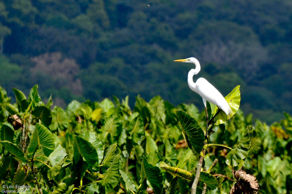 Grande Aigrette