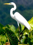 Grande Aigrette