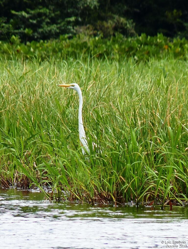 Grande Aigrette