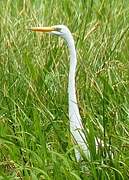 Grande Aigrette