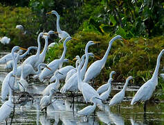 Grande Aigrette