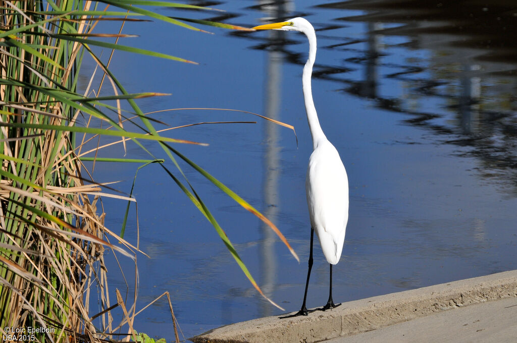 Grande Aigrette