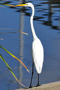 Grande Aigrette