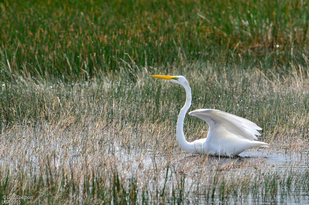 Grande Aigrette