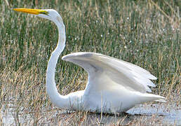 Grande Aigrette