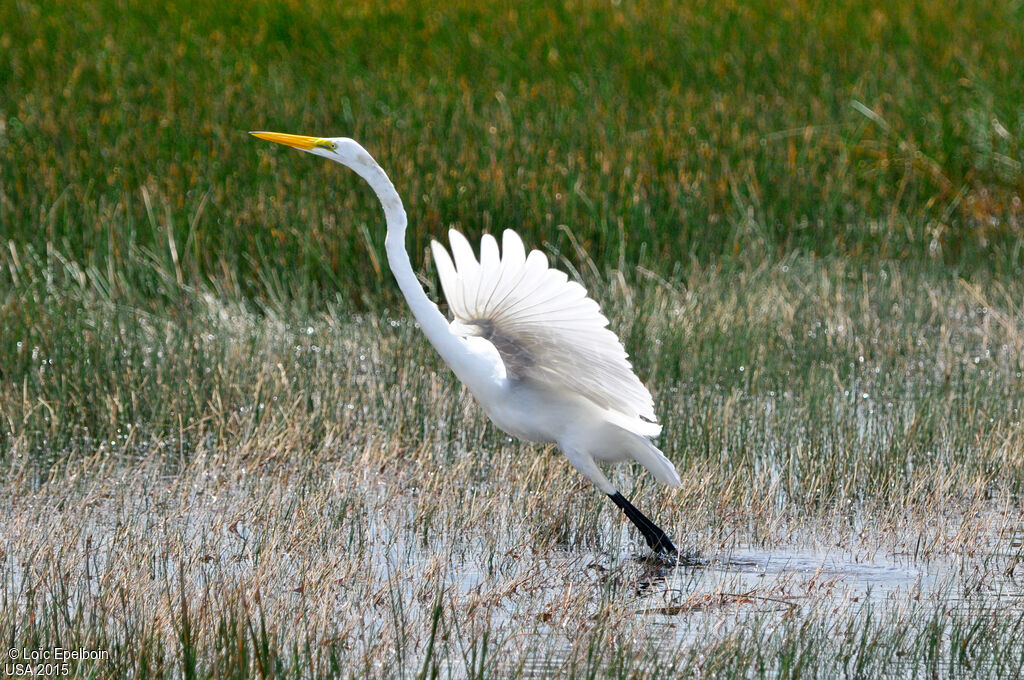 Great Egret