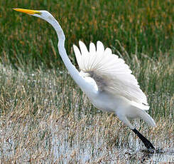 Grande Aigrette