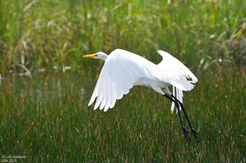 Grande Aigrette