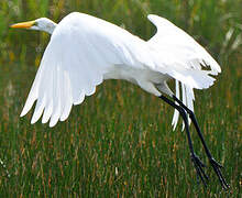 Grande Aigrette