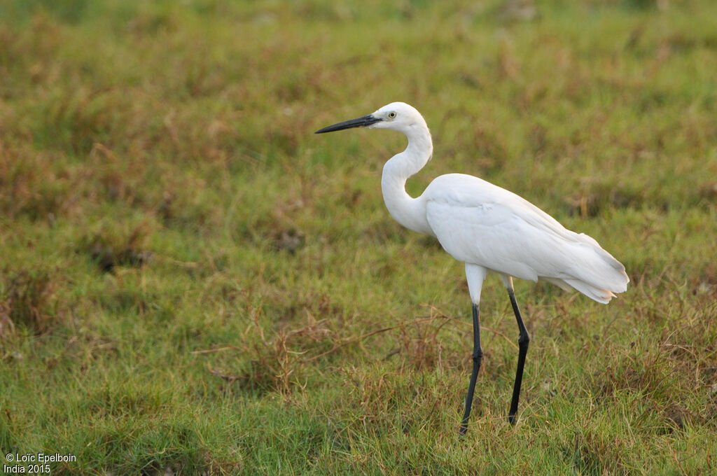 Grande Aigrette