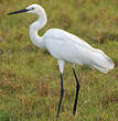 Grande Aigrette