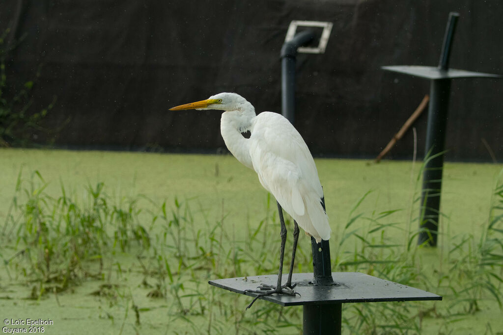 Grande Aigrette