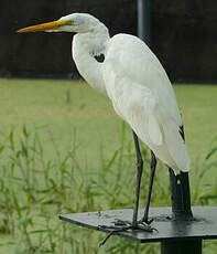 Grande Aigrette