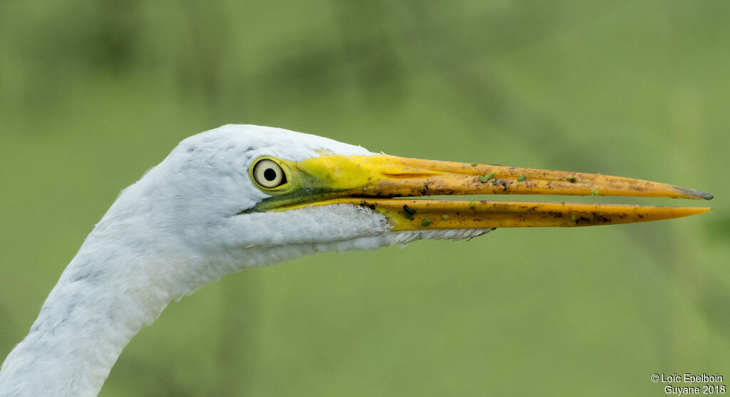 Grande Aigrette