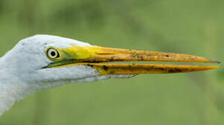 Grande Aigrette